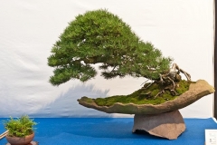 Chậu bonsai xi măng: công dụng, cấu tạo, phân loại