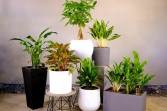Chậu cảnh: Công dụng và cách lựa chọn chậu cây trồng phù hợp 