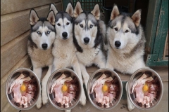 Chế độ dinh dưỡng cho chó Alaskan malamute qua từng giai đoạn phát triển