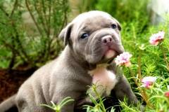 Xây dựng chế độ dinh dưỡng cho chó bully qua từng giai đoạn phát triển 
