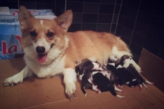 Chế độ dinh dưỡng cho chó Corgi tốt nhất qua từng giai đoạn phát triển. 