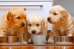 Chế độ dinh dưỡng cho chó golden hợp lý để cho phát triển khỏe mạnh