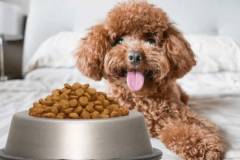 Xây dựng chế độ dinh dưỡng cho chó poodle hợp lý theo từng giai đoạn phát triển