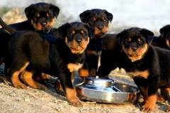 Xây dựng chế độ dinh dưỡng cho chó rottweiler hợp lý giúp chó phát triển khỏe mạnh