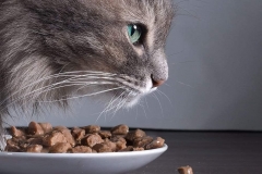 Chế độ dinh dưỡng của mèo Ba Tư như thế nào là hợp lý? Cách chọn thức ăn cho mèo Ba Tư