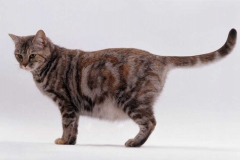 Chế độ dinh dưỡng cho mèo bầu đúng cách