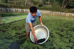Chế độ dinh dưỡng dành cho ốc nhồi