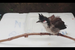 Chim chào mào bị xù lông: nguyên nhân và cách khắc phục