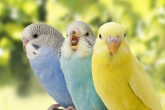 Chim Yến Phụng: Nguồn gốc, đặc điểm nổi bật và cách nuôi chim