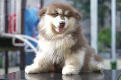 Chó alaska giá bao nhiêu? Tìm hiểu giá chó alaska và cách chọn mua chó thuần chủng