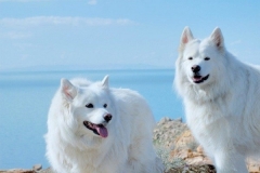 Chó Alaska trắng: nguồn gốc và đặc điểm ngoại hình, tính cách  