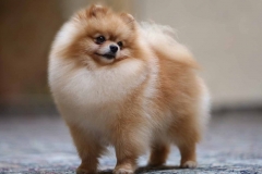 Cách nuôi, chăm sóc chó Phốc sóc (Pomeranian) đúng cách