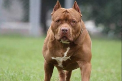 Chó pitbull: Tìm hiểu nguồn gốc, đặc điểm, các loại chó pitbull được nuôi phổ biến
