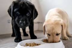 Chó bệnh cho ăn gì để chóng khỏe?