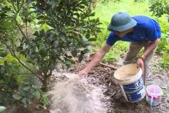 Mẹo chống rét cho cây ăn quả vào mùa đông vô cùng hiệu quả