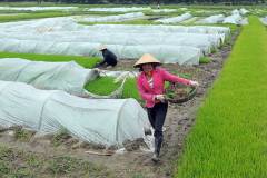 Biện pháp phòng chống rét cho lúa hiệu quả