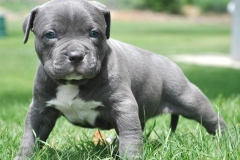 Chứng loạn sản xương hông ở chó Pitbull: nguyên nhân, triệu chứng và cách phòng ngừa
