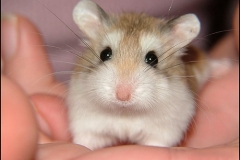 Giá bán chuột hamster bao nhiêu tiền? 