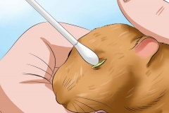 Nguyên nhân và cách điều trị mắt hamster bị lồi