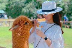Mô hình du lịch trang trại nuôi con lạc đà alpaca độc đáo của chàng trai trẻ 