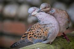 Kỹ thuật nuôi cu gáy sinh sản cho người mới bắt đầu