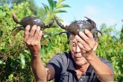 Trung Quốc đóng cửa khẩu, giá cua Cà Mau đột ngột giảm 100.000 đồng/kg