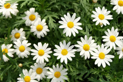 Cách trồng cúc họa mi bằng hạt đơn giản