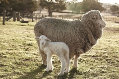 Cừu lấy lông Merino - Nguồn gốc, đặc điểm sinh học và các bệnh thường gặp