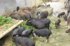 Đặc sản Lợn Mán - Những món ăn đặc sản từ Lợn Mán chiều lòng thực khách phương xa