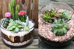 Đất dùng để trồng cây sen đá phát triển tốt