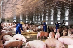 BA YẾU TỐ CƠ BẢN AN TOÀN SINH HỌC TRONG CHĂN NUÔI GIA CẦM, GIA SÚC