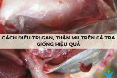 Cách điều trị gan, thận mủ trên cá tra giống hiệu quả