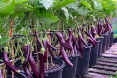 Cách bón phân, bổ sung dinh dưỡng cho cây cà tím trồng thùng xốp sai quả