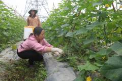 Cách bón phân, bổ sung dinh dưỡng cho cây dưa leo đúng cách