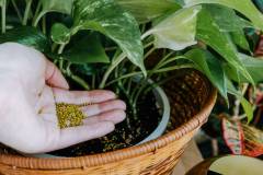 Bổ sung dinh dưỡng cho cây trồng trong chậu đúng cách, hợp lý 