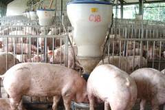 Nhu cầu dinh dưỡng của heo thịt và cách xây dựng chế độ ăn giúp heo tăng trọng 