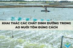 Khai thác các chất dinh dưỡng trong ao nuôi tôm đúng cách