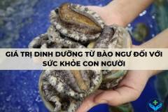Giá trị dinh dưỡng từ bào ngư đối với sức khỏe con người