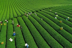 Phần mềm Quản lý sản xuất chè
