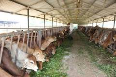 Top những dụng cụ chăn nuôi bò cần thiết