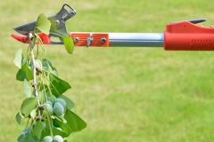 3 dụng cụ hái nhãn trên cao phổ biến nhất hiện nay
