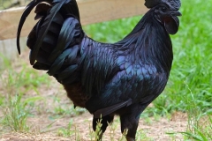 Gà H'MÔNG  - Đặc sản núi rừng Tây Bắc
