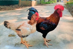 7 giống gà đặc sản vùng miền Việt Nam không phải ai cũng biết