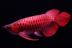 Giá cá rồng bao nhiêu? Cập nhật bảng giá cá rồng và cách chọn mua cá rồng chuẩn nhất