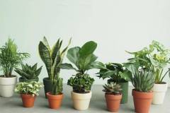 Tìm hiểu giá cây cảnh hiện nay