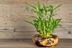 Tham khảo bảng giá cây cảnh mini hiện nay 