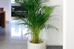 Giá cây cau vàng bao nhiêu? Tham khảo giá bán cây cau vàng được cập nhật mới nhất