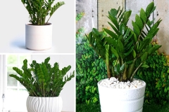 Cây kim tiền giá bao nhiêu? Tham khảo giá cây và cách chọn cây kim tiền