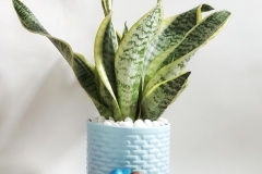 Giá cây lưỡi hổ bao nhiêu tiền? Tham khảo giá bán cây lưỡi hổ được cập nhật mới nhất