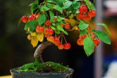 Tham khảo giá cây sơ ri kiểng được cập nhật mới nhất